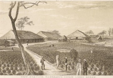 Assam Tea: Early Planters, Immigrant Rise, and Economic Transformation